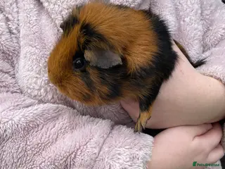 Guinea Pig rodents Guinea pigs in Leeds - Advert 3