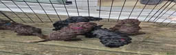 Sproodle dogs for sale: Beautiful Sproodle pups - Advert 6