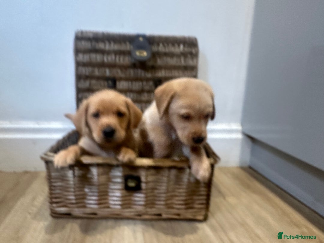 Labrador Retriever dogs for sale: My lovely Labrador puppies - Image 13