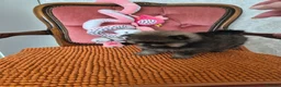 Pomeranian dogs for sale: Pomeranian Puppies - Advert 6