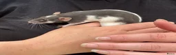 Rat rodents for sale: Beautiful friendly Dumbo rats  - Advert 20