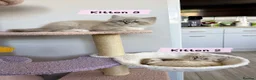 Ragdoll cats for sale: Amazing Ragdoll kittens in Leighton Buzzard - Advert 3