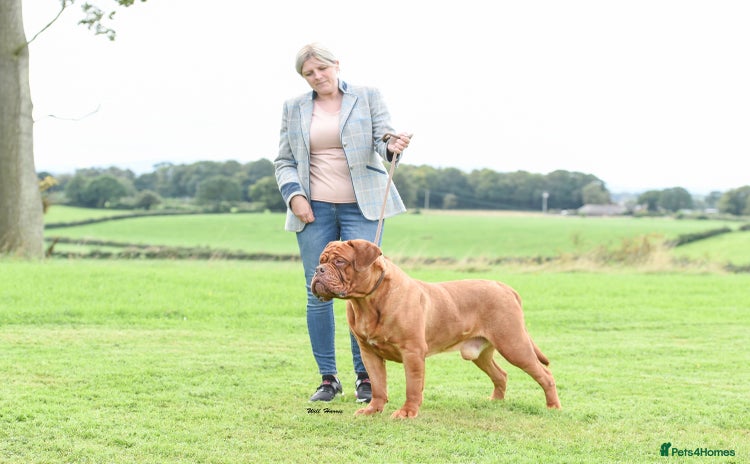 Dogue De Bordeaux dogs in Carlisle - Advert 1