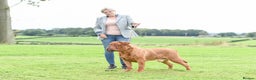 Dogue De Bordeaux dogs for stud: stud available in Carlisle - Advert 5