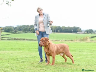 Dogue De Bordeaux dogs in Carlisle - Advert 14