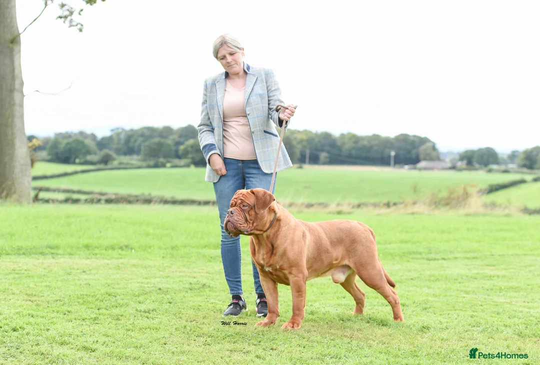 Dogue De Bordeaux dogs for stud: stud available in Carlisle - Advert 5