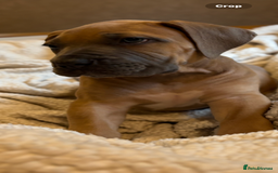 Boerboel dogs for sale: EXCEPTIONAL NABBR REGISTERED PUPPIES!  - Image 22