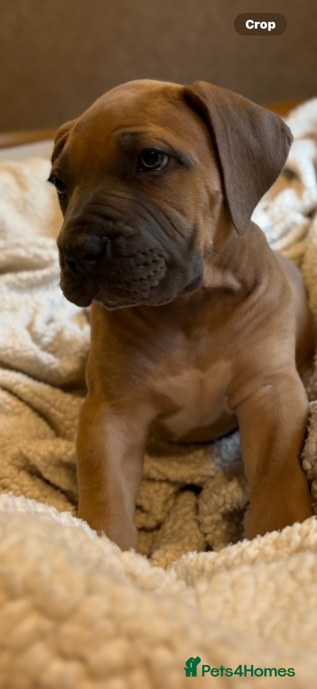 Boerboel dogs for sale: EXCEPTIONAL NABBR REGISTERED PUPPIES!  - Image 22