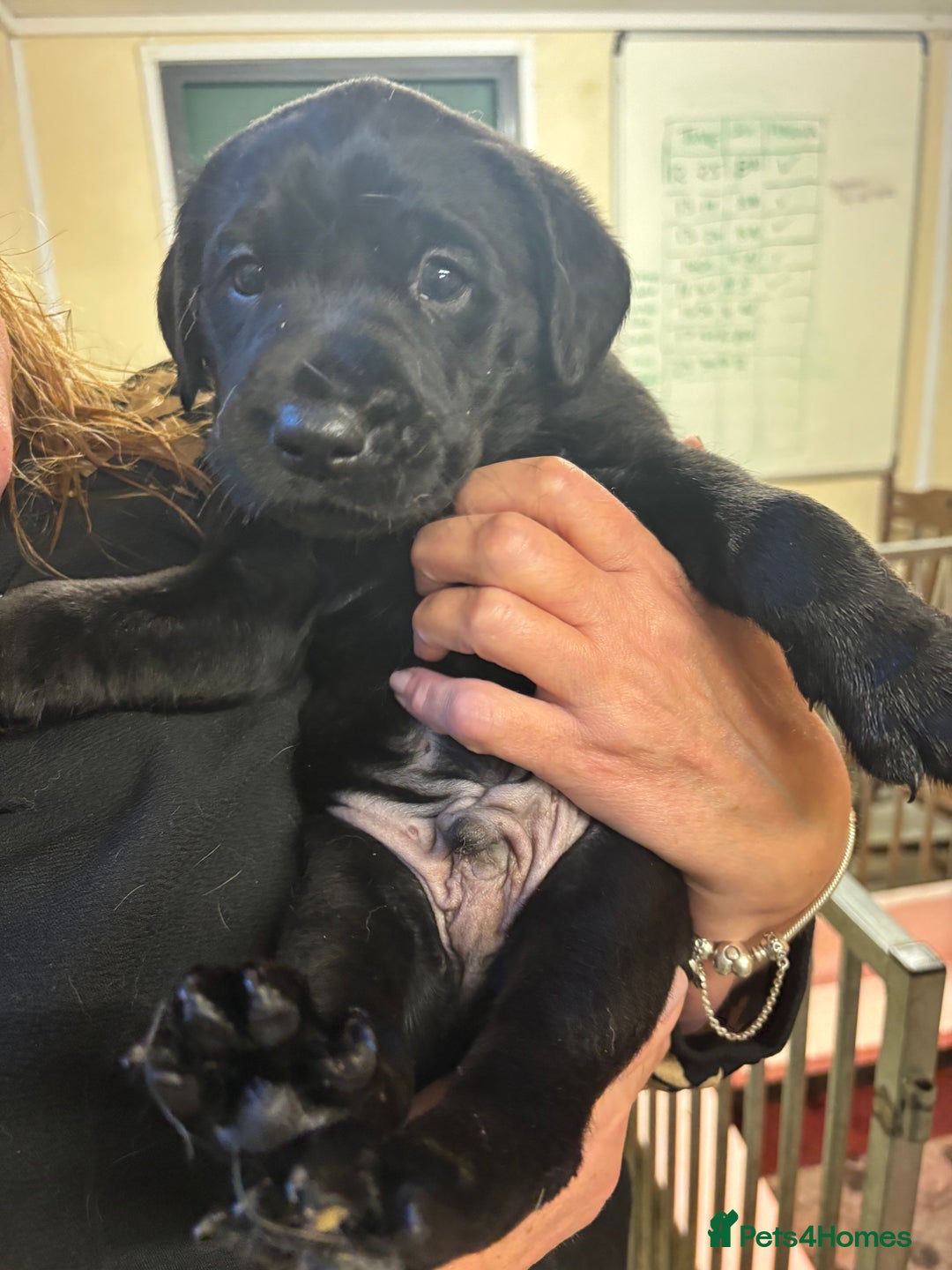 Labrador Retriever dogs for sale: Labrador puppies - Image 2