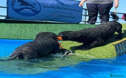 Portuguese Water Dog dogs for sale: Portuguese Water Dog Puppies For Sale - Image 14