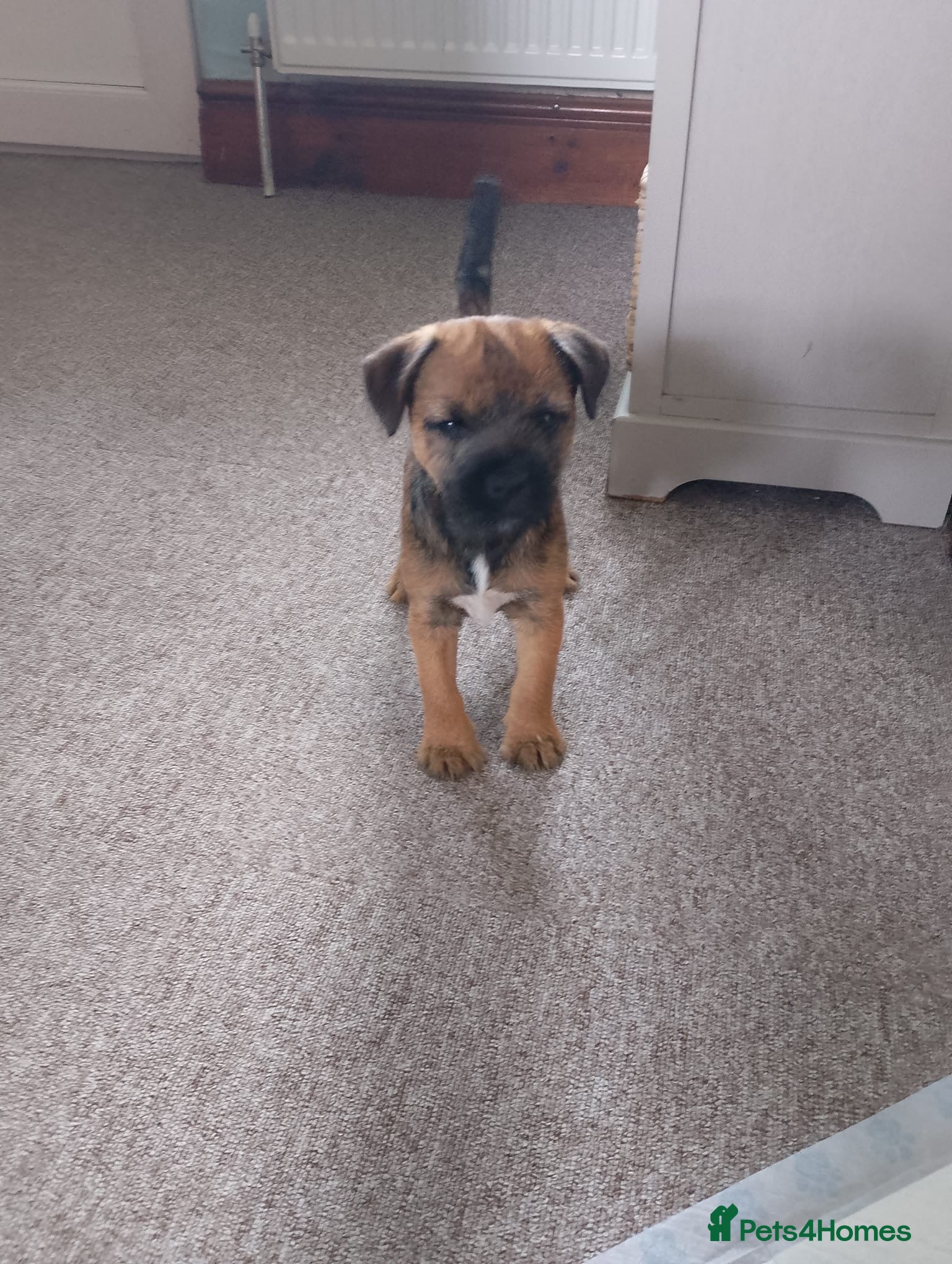 Border Terrier dogs Beautiful Border Terrier Puppies  - Advert 10