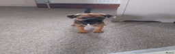 Border Terrier dogs for sale: Beautiful Border Terrier Puppies  - Advert 1