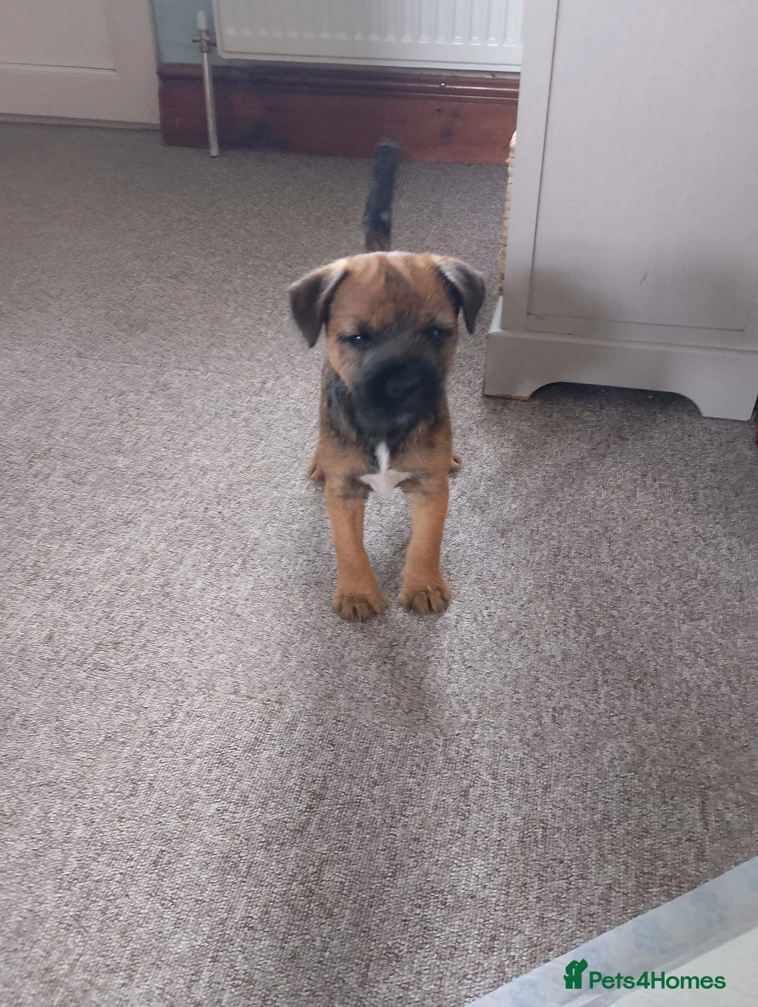 Border Terrier dogs for sale: Beautiful Border Terrier Puppies  - Advert 1