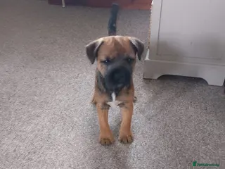 Border Terrier dogs Beautiful Border Terrier Puppies - Advert 10