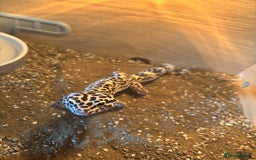 Leopard Gecko reptiles for sale: Leopard geckos - Image 4