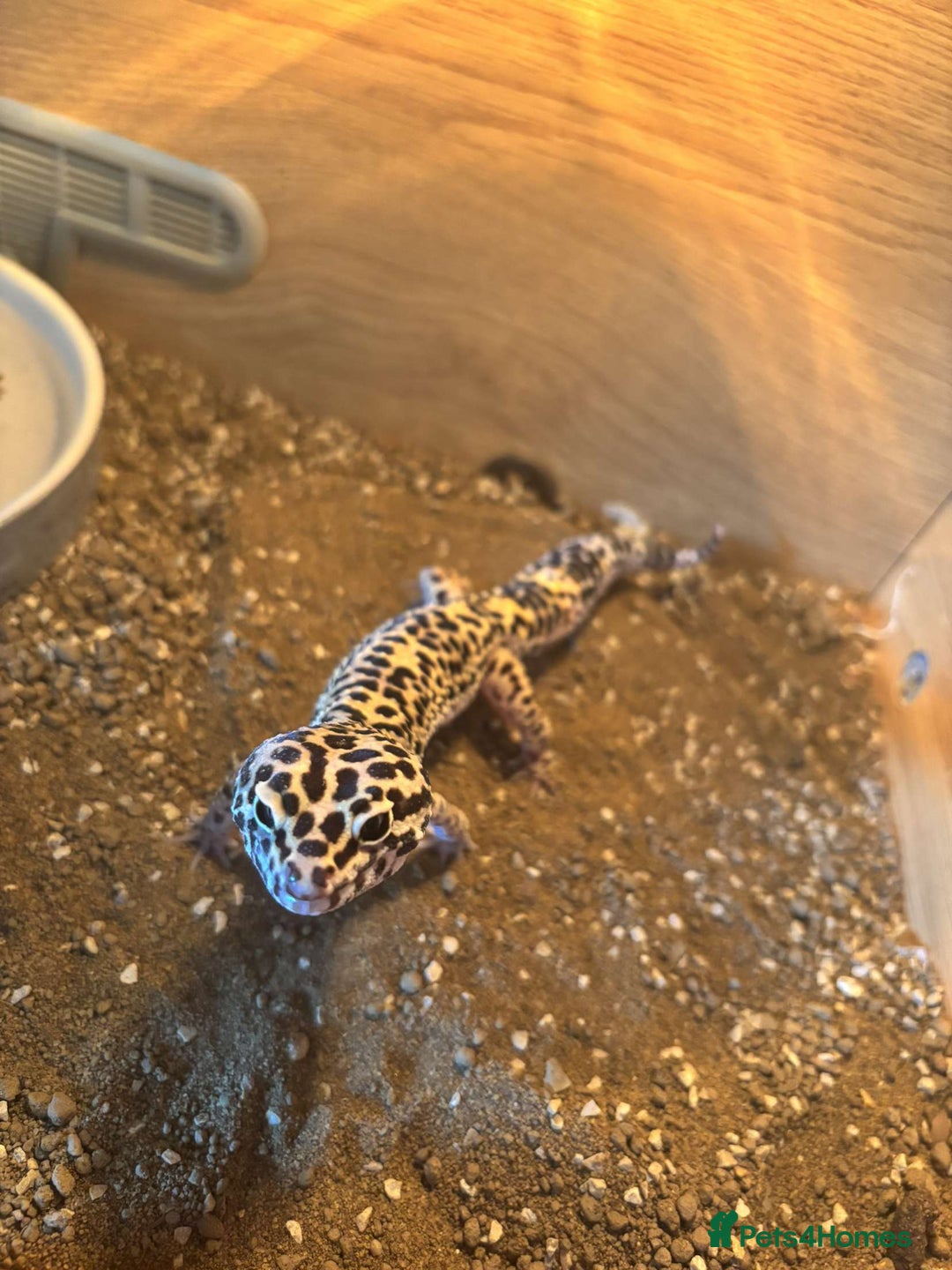 Leopard Gecko reptiles for sale: Leopard geckos - Image 4