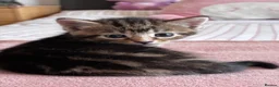Mixed Breed cats for sale: 4 Beautiful Female Kittens Ready in August - Advert 15