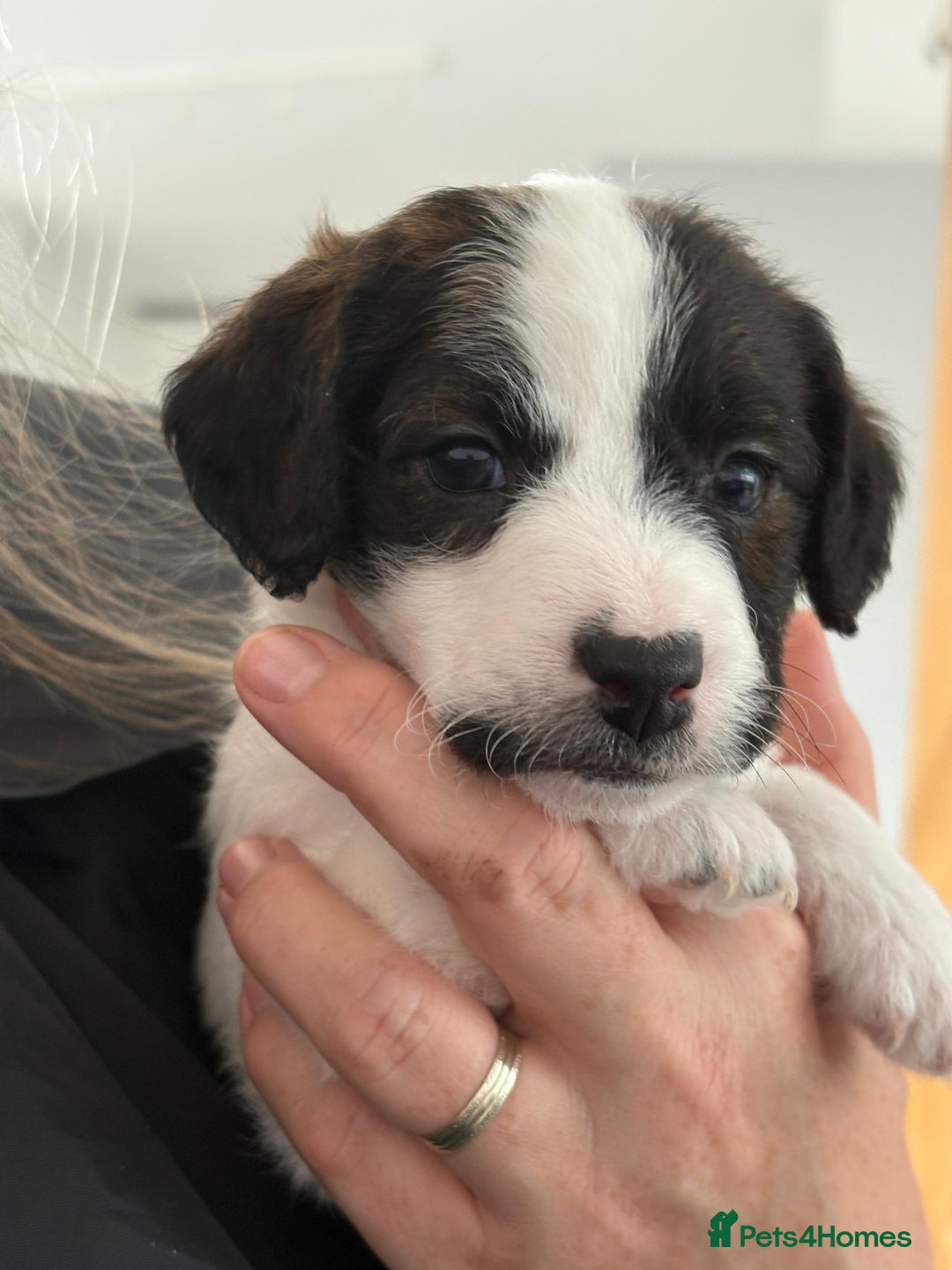 Mixed Breed dogs for sale: Jack Russel x Cockapoo Puppies - Image 12
