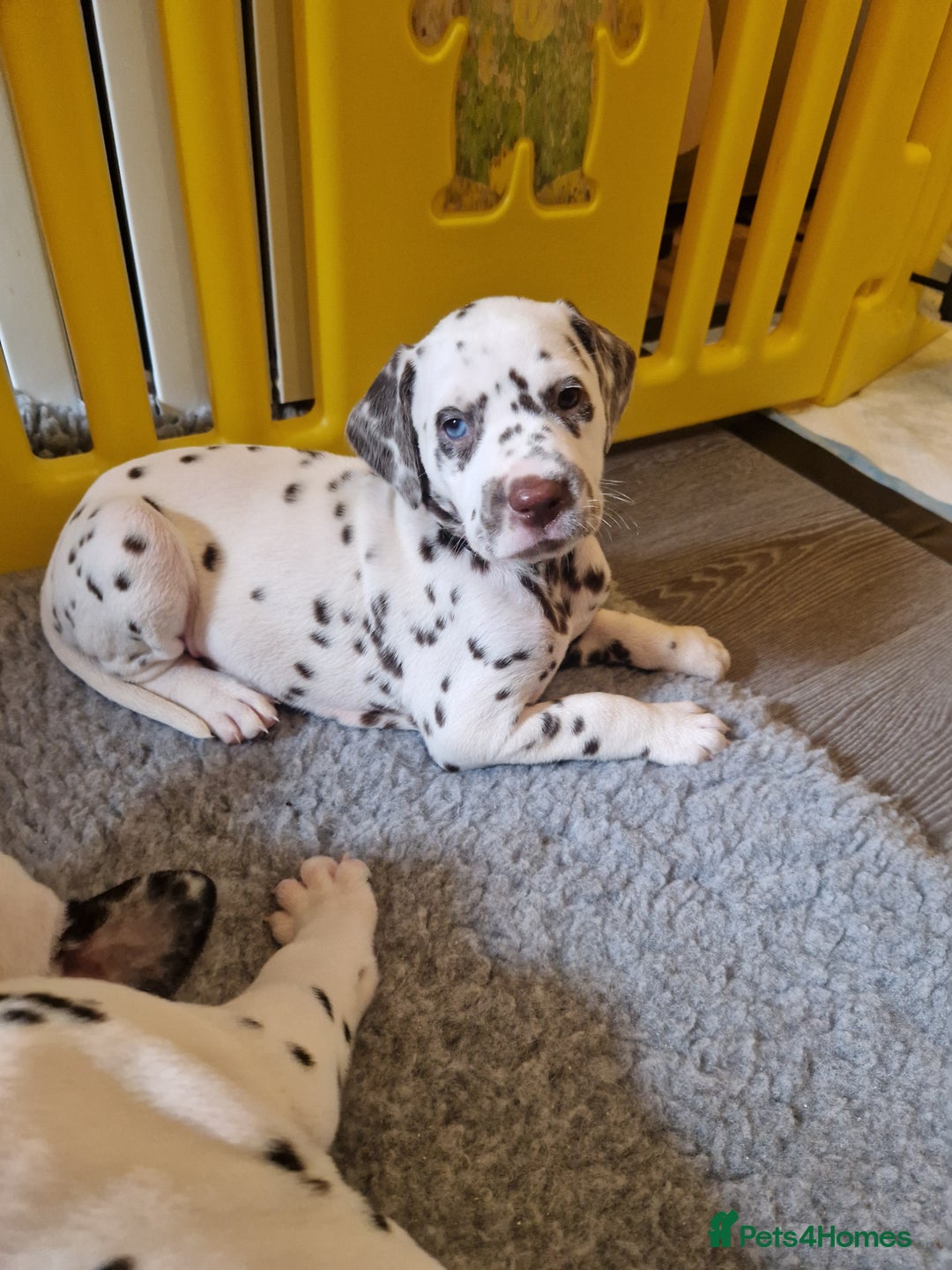 Dalmatian dogs for sale: ❤️Exceptional fully hearing KC Dalmatians❤️ - Advert 6