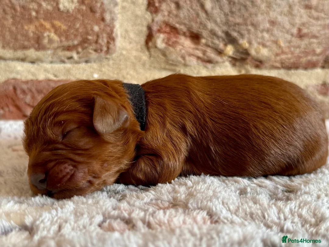 Cavapoo dogs for sale: F1 cavapoos  - Advert 25