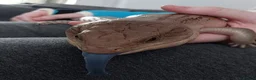 Skink reptiles for sale: Northern blue tongue skink - Advert 3