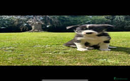 Border Collie dogs for sale: Gorgeous Border Collie Puppies  - Image 13