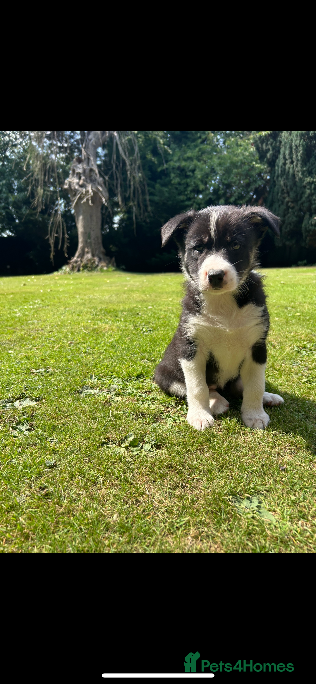 Border Collie dogs for sale: Gorgeous Border Collie Puppies  - Image 13