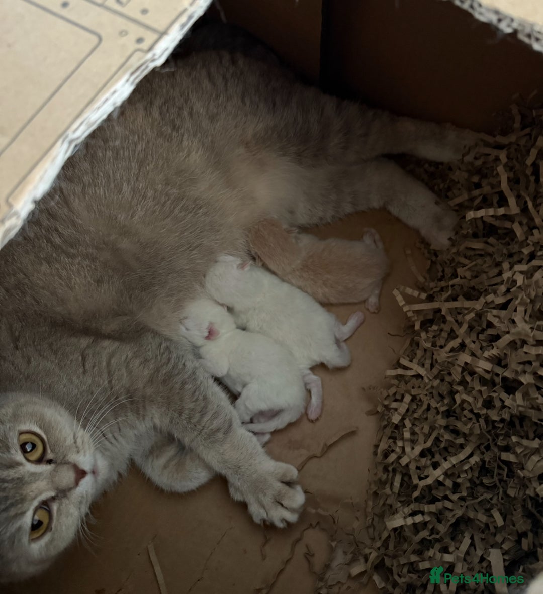 British Shorthair cats for sale: British Shorthair Kittens - Image 5
