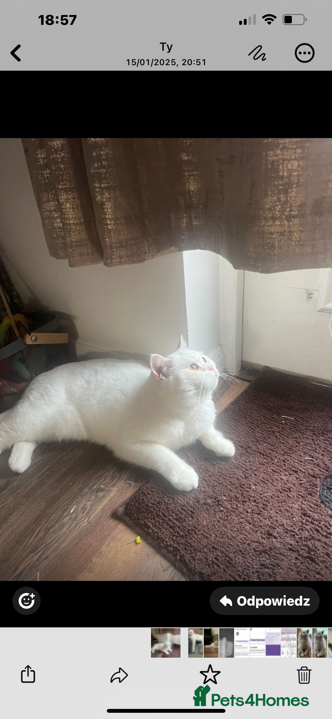 British Shorthair cats for sale: Gorgeus GCCF British Shorthair kittens - Image 7