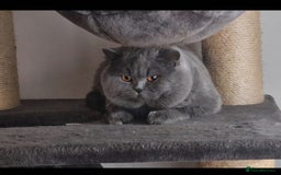 British Shorthair cats for sale: Tica Registered Blue British Shorthair kittens - Image 30