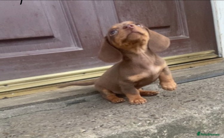 Miniature Dachshund dogs - Advert 13