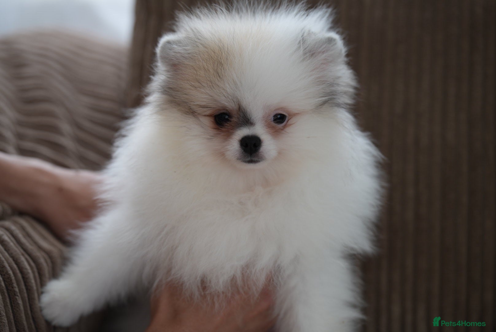 Pomeranian dogs Price reduced One last female  - Advert 1
