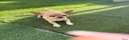 Chihuahua dogs for stud: Chihuahua stud dog - Advert 5