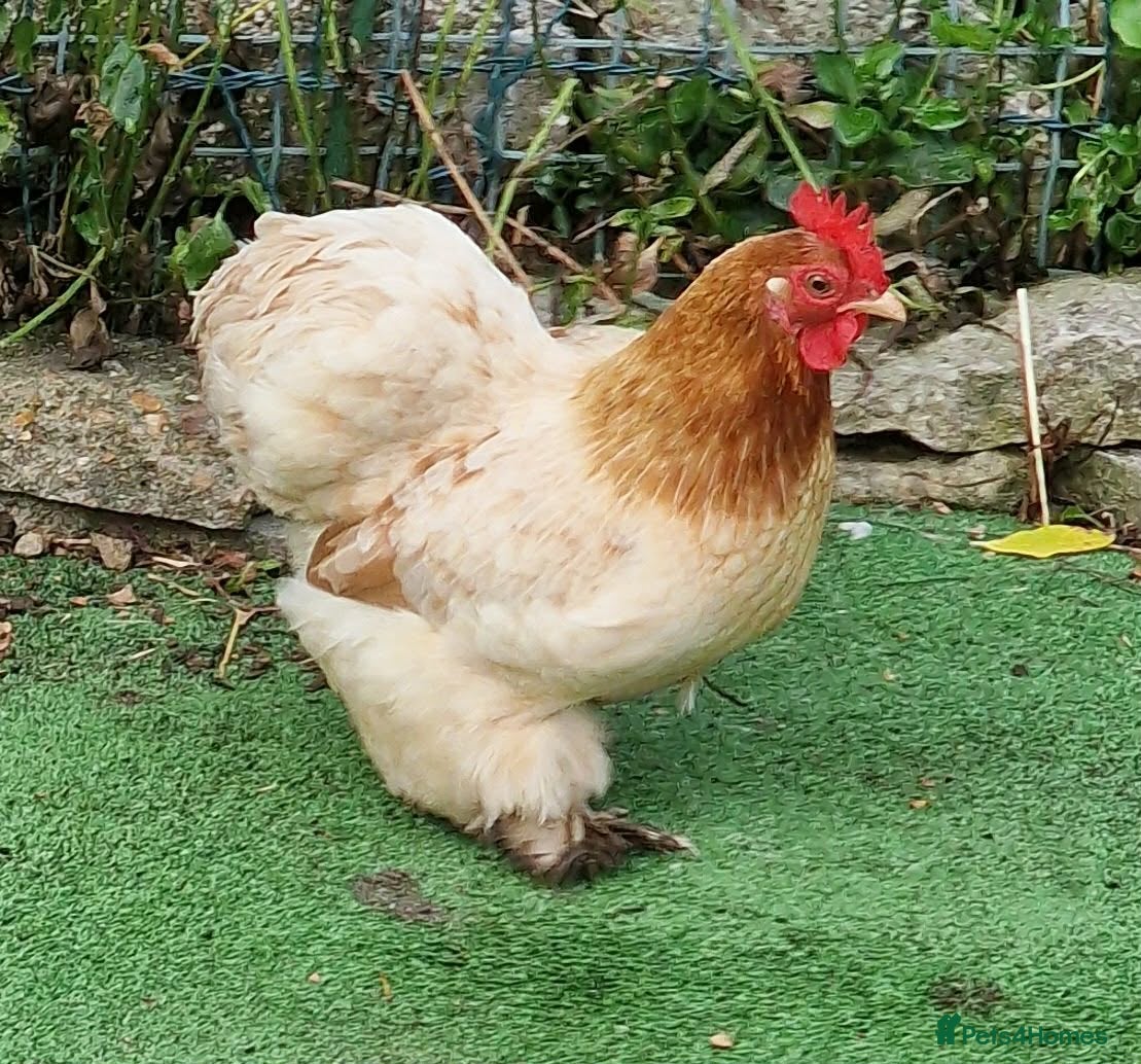 Chickens poultry for sale: Pekin bantam in Poole - Advert 4