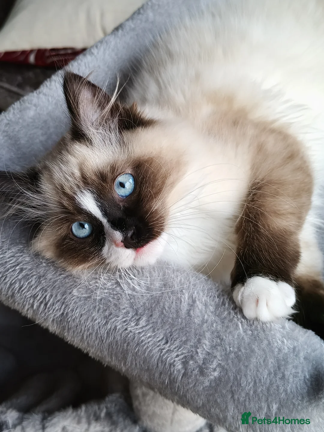 Ragdoll cats for sale: Stunning male Ragdoll  in Nottingham - Advert 1