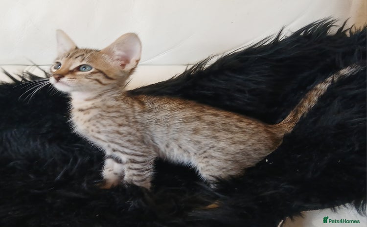 Savannah cats - Advert 1