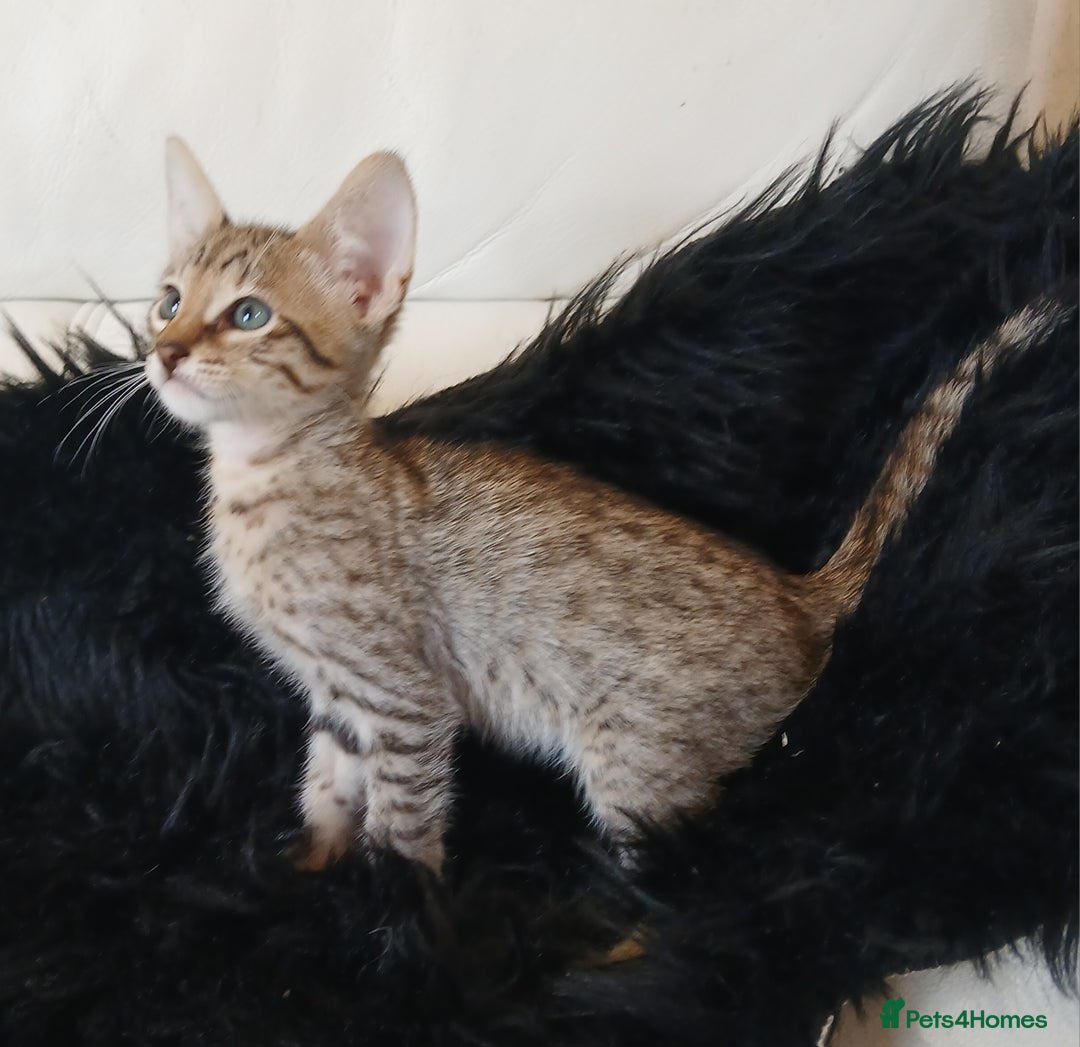 Savannah cats for sale: Stunning  Savannahs - Image 1