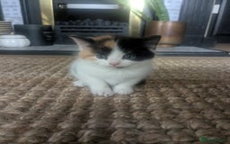 Mixed Breed cats for sale: Gorgeous fluffy kittens - Image 13