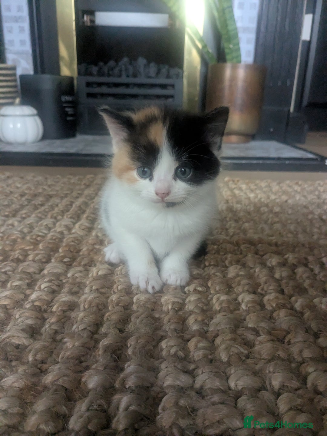 Mixed Breed cats for sale: Gorgeous fluffy kittens - Image 13