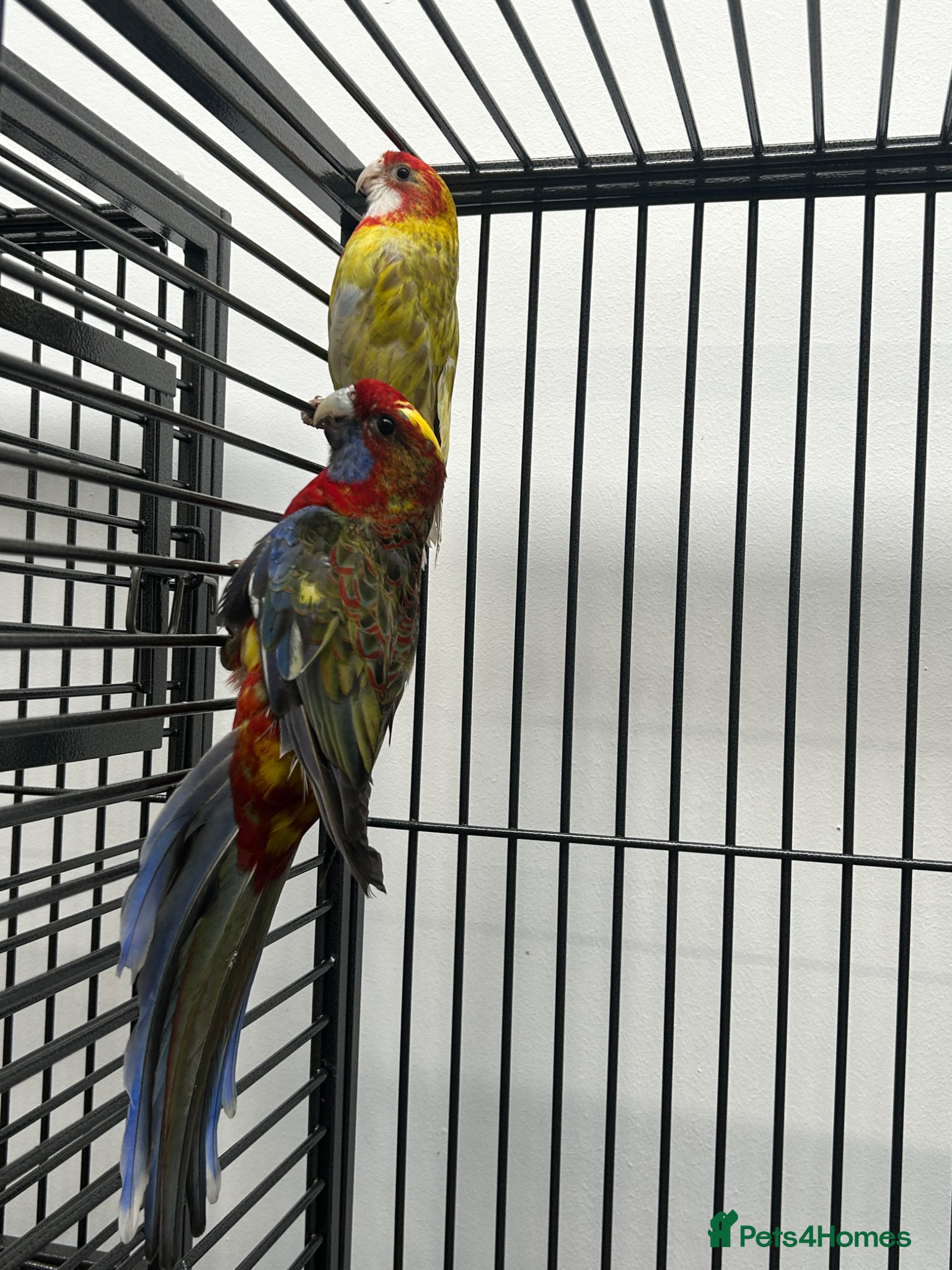 Parakeets birds Stunning Various Rosella & Pennants   - Advert 1