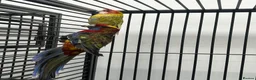 Parakeets birds for sale: Stunning Various Rosella & Pennants   - Advert 1