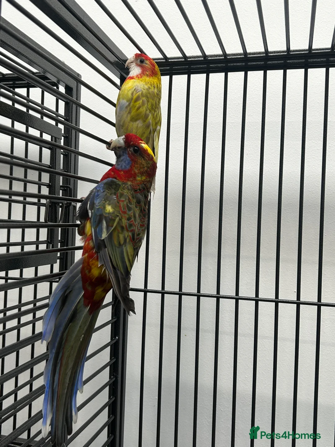 Parakeets birds for sale: Stunning Various Rosella & Pennants   - Advert 1