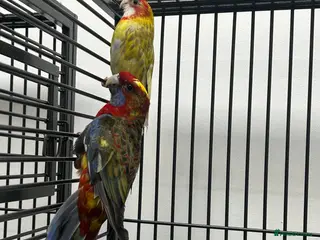 Parakeets birds Stunning Various Rosella & Pennants - Advert 1