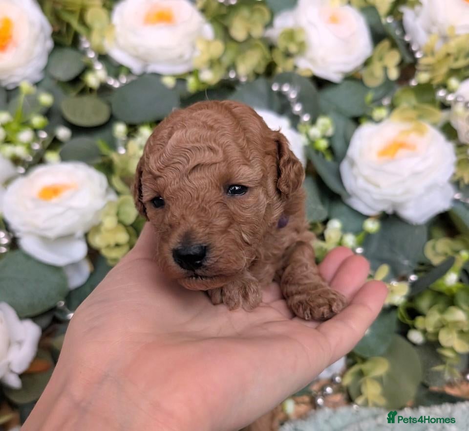Toy Poodle dogs ❤️Toy poodl puppies❤️ HEALTH TESTED PARENTS  - Advert 4