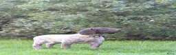 German Shorthaired Pointer dogs for sale: Last two remaining... in York - Advert 5