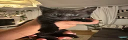 Mixed Breed cats for sale: 6 Beautiful Kittens Available  - Advert 17