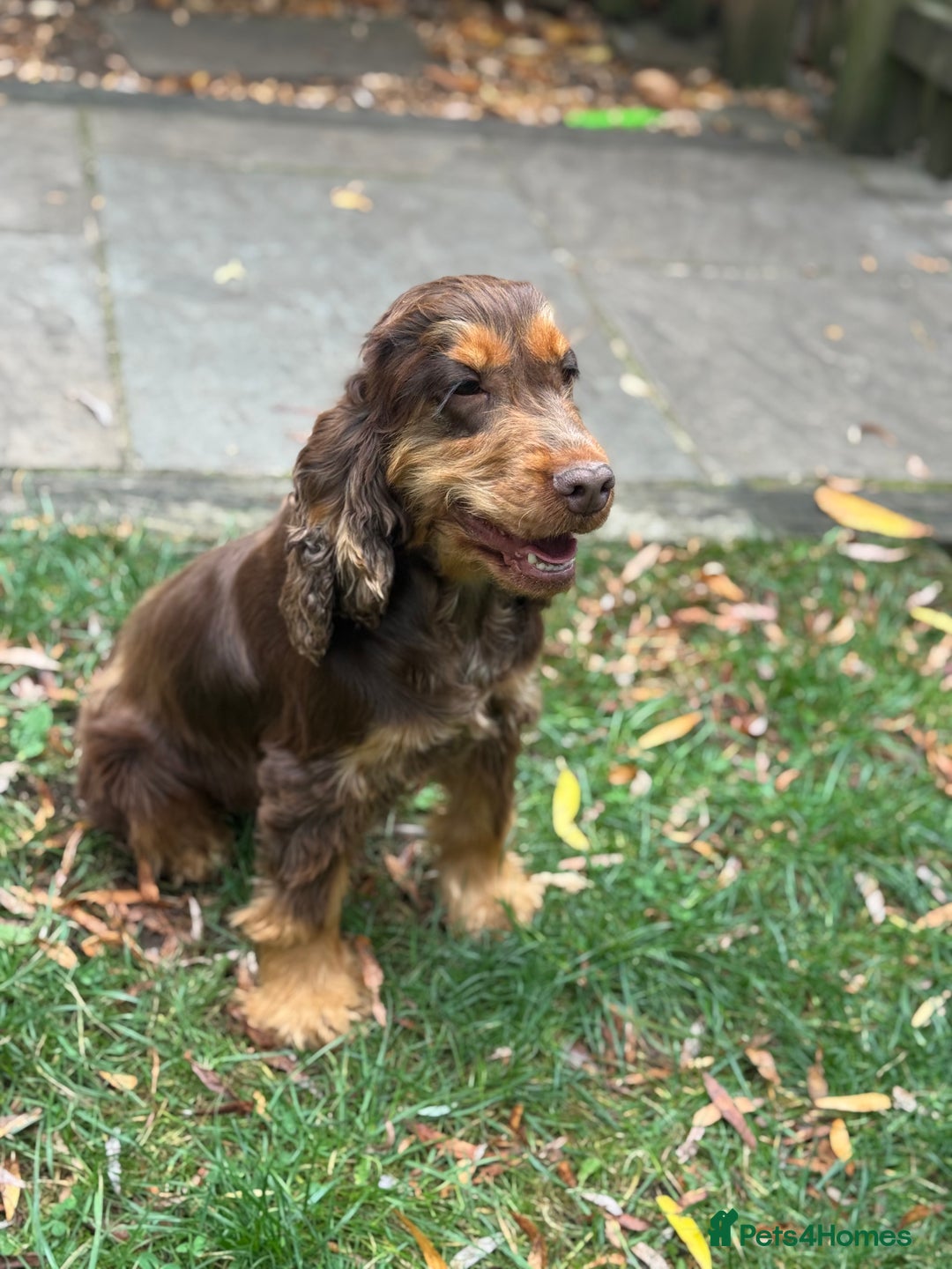 Cocker Spaniel dogs for sale: TRUE SHOW TYPE HEALTH TESTED SHOW TYPE  - Image 21