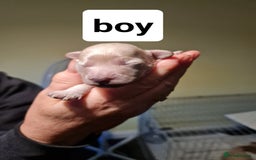 Cavapoo dogs for sale: 5 beautiful cavapoos for sale - Image 13