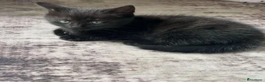 Persian 3