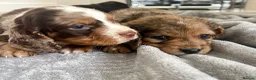 Cocker Spaniel dogs for sale: Cocker spaniel puppies  - Advert 11